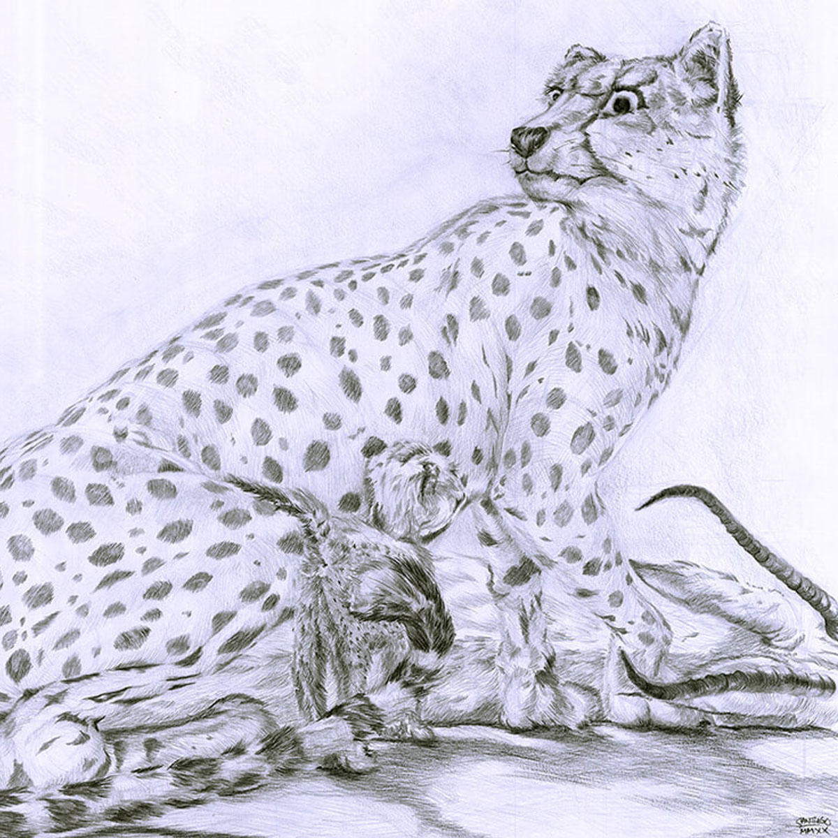 Graphite drawing of a cheetah with her cub and a dead antelope like animal behind them.