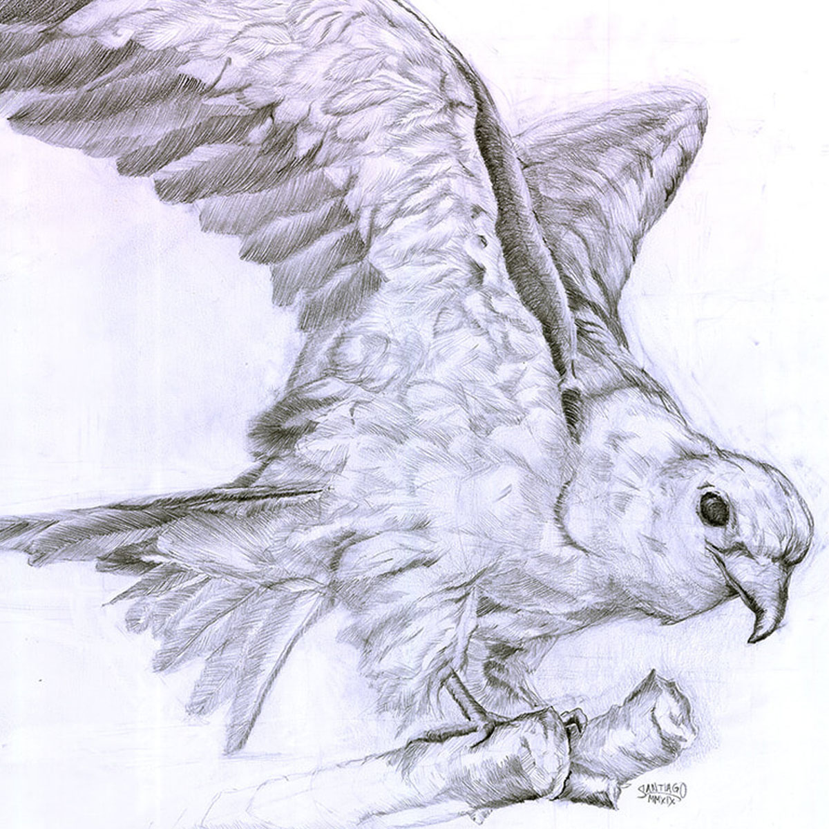 Graphite drawing of a kite bird. The bird is perched on a portion of a branch with wings extended, the head is lowered and looking at the viewer. Drawing is made from a three quarter perspective.